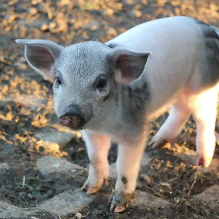 Bio Archehof Zachhiesen - & Relax * Seekirchen am Wallersee