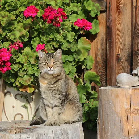 Bio Archehof Zachhiesen - & Relax Homestay