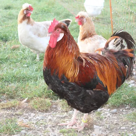 Bio Archehof Zachhiesen - & Relax * Seekirchen am Wallersee