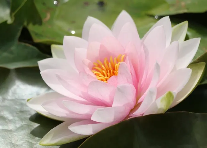 Bio Archehof Zachhiesen - & Relax Seekirchen am Wallersee